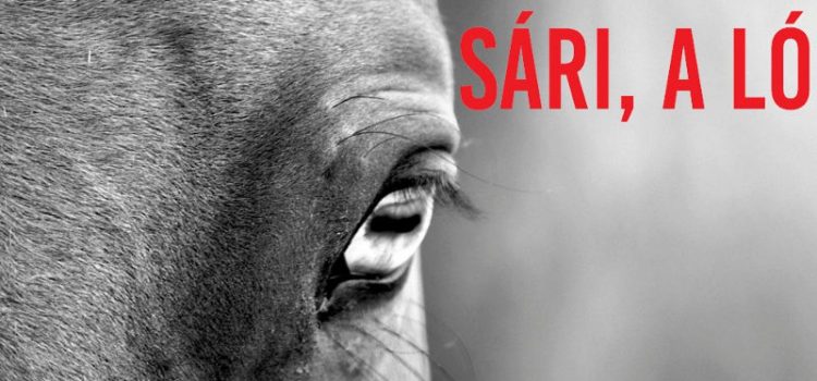 SÁRI, A LÓ